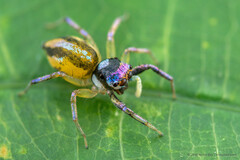 "Chrysilla" delicata Thorell, 1892