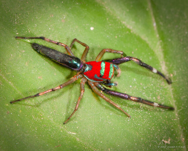 Chrysilla lauta • © Joseph K H Koh • All Rights Reserved ♂ Adult Habitus Dorsal