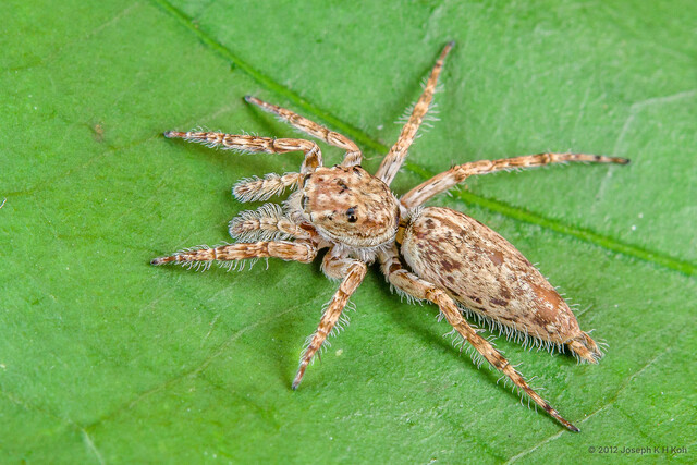 Cocalus murinus • © Joseph K H Koh • All Rights Reserved ♀ Adult Habitus Dorsal
