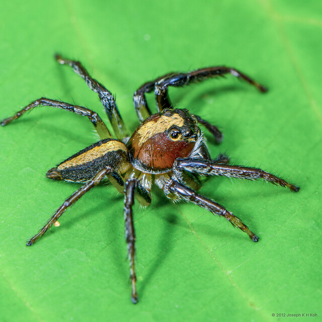 Colyttus bilineatus • © Joseph K H Koh • All Rights Reserved ♂ Adult Habitus Lateral