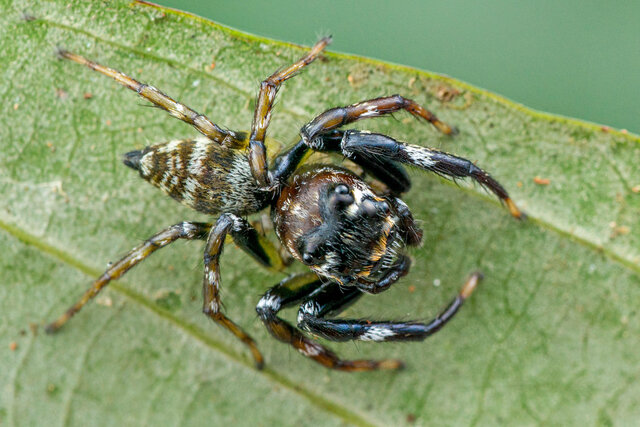 Colyttus striatus • © Nicky Bay • All Rights Reserved ♂ Adult Habitus Dorsal