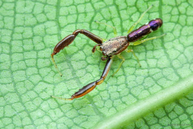 Copocrossa sp. "Cigar" • © Melvyn Yeo • All Rights Reserved ♂ Adult Habitus Dorsal