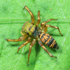 Cosmophasis sp. "Iridescent Green Garden"