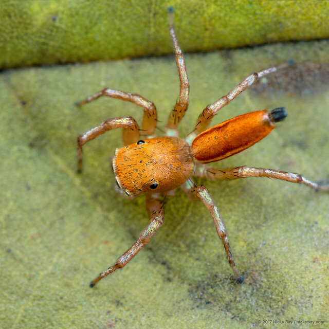 Cosmophasis lami • © Nicky Bay • All Rights Reserved ♂ Adult Habitus Dorsal