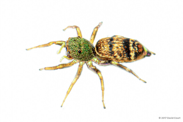 Cosmophasis thalassina • © David Court • All Rights Reserved ♀ Adult Habitus Dorsal