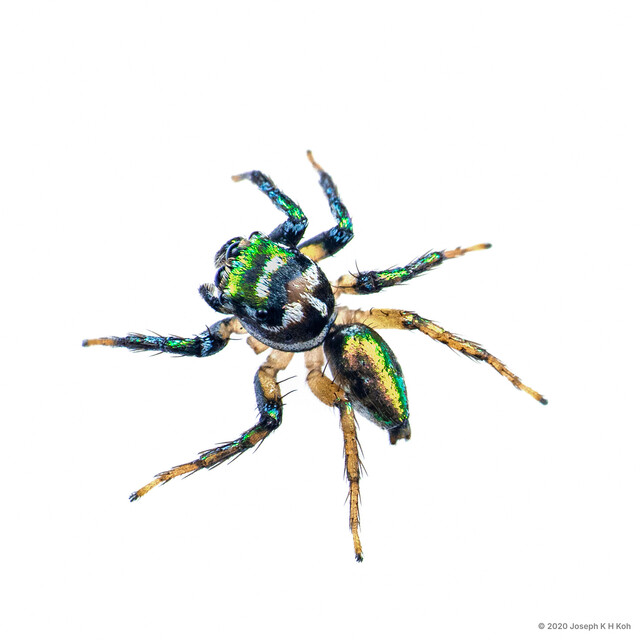 Cytaea dispalans • © Joseph K H Koh • All Rights Reserved ♂ Adult Habitus Dorsal