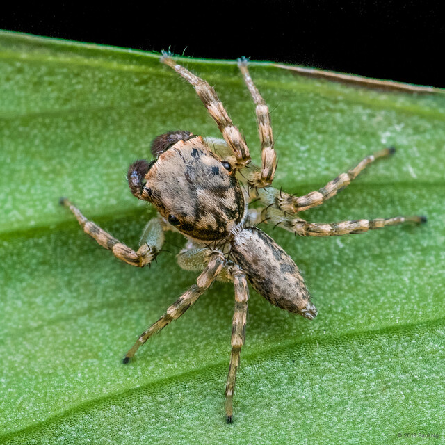 Cytaea oreophila • © Paul Ng • All Rights Reserved ♂ Adult Habitus Dorsal