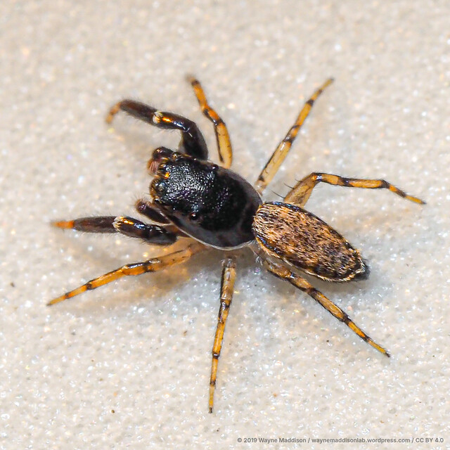 Dendroicius sp. "Banded Wavy" • © Wayne Maddison • CC BY 4.0 ♂ Adult Habitus Dorsal