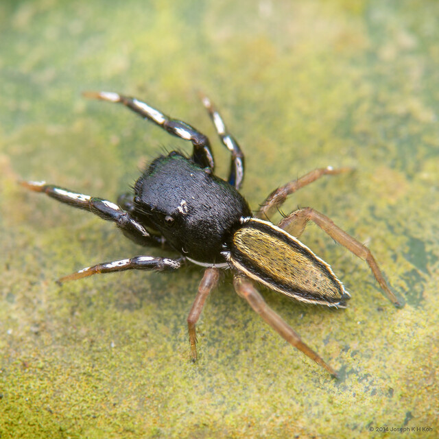 Dendroicius sp. "U-Pin" • © Joseph K H Koh • All Rights Reserved ♂ Adult Habitus Dorsal