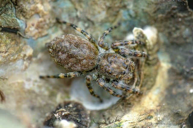 Diplocanthopoda marina • © Chris Ang • All Rights Reserved ♀ Adult Habitus Dorsal