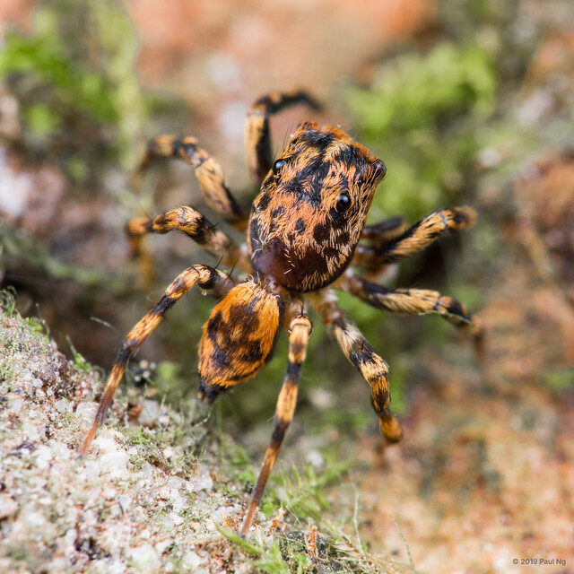 Echeclus sp. "Halloween Bark" • © Paul Ng • All Rights Reserved ♂ Adult Habitus Dorsal