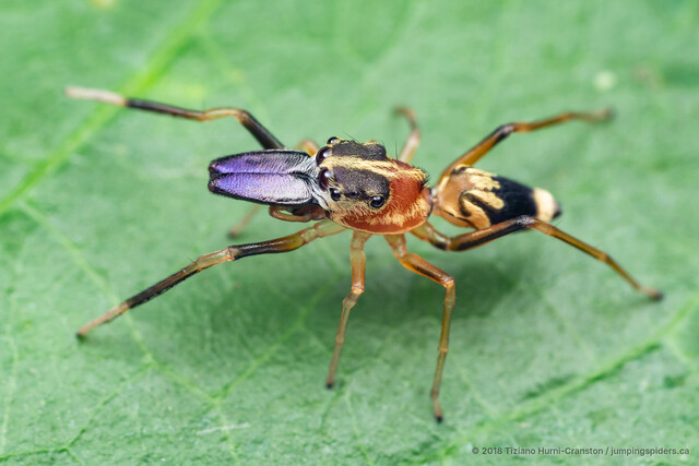 Emertonius exasperans • © Tiziano Hurni-Cranston • All Rights Reserved ♂ Adult Habitus