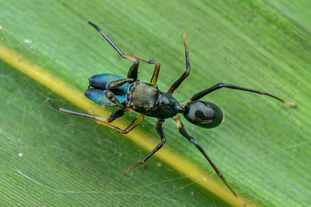 Emertonius malayanus • © Nicky Bay • All Rights Reserved ♂ Adult Habitus Dorsal