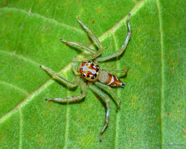 "Epeus" sp. "Bronze" • © Joseph K H Koh • All Rights Reserved ♀ Adult Habitus Dorsal