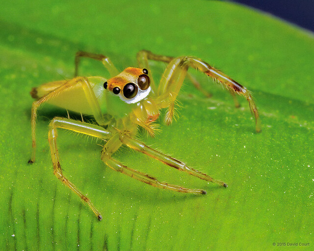 Epeus sp. "Bukit Timah" • © David Court • All Rights Reserved ♀ Adult Habitus Lateral