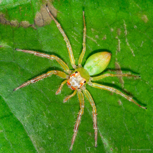 Epeus sp. "Green & Yellow" • © Joseph K H Koh • All Rights Reserved ♀ Adult Habitus Dorsal