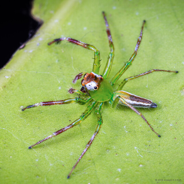 Epeus sp. "Jade Legs Mohawk" • © Joseph K H Koh • All Rights Reserved ♂ Adult Habitus Dorsal