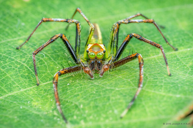 Epeus sp. "Serrated Spur" • © Joseph K H Koh • All Rights Reserved ♂ Adult Habitus Anterior Eyes