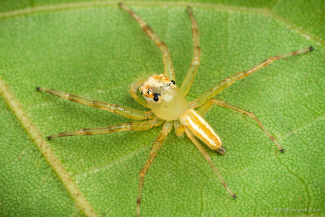 Epeus sp. "Stout-legged" • © Joseph K H Koh • All Rights Reserved ♂ Adult Habitus Dorsal