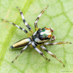 Epeus sp. "Tuning Fork"