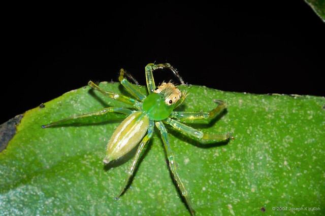 Epeus sp. "Ubin" • © Joseph K H Koh • All Rights Reserved ♀ Adult Habitus Dorsal