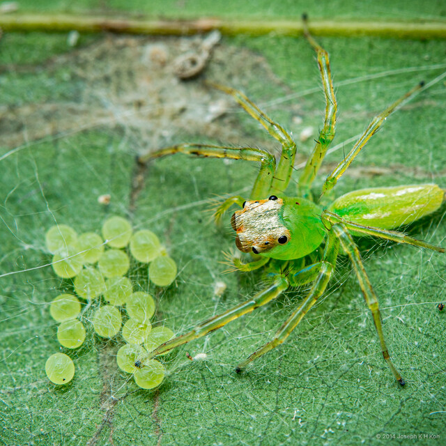 Epeus sp. "Wide Atrium" • © Joseph K H Koh • All Rights Reserved ♀ Adult Habitus Dorsal Egg(s)/Egg Sac(s)