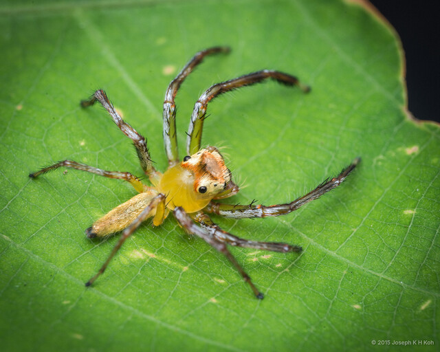 Epeus furcatus • © Joseph K H Koh • All Rights Reserved ♂ Adult Habitus Dorsal