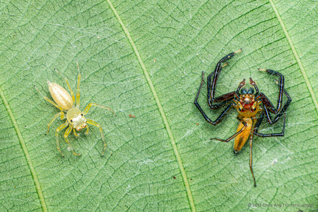 Epeus sumatranus • © Chris Ang • All Rights Reserved ♂ Adult Habitus Dorsal