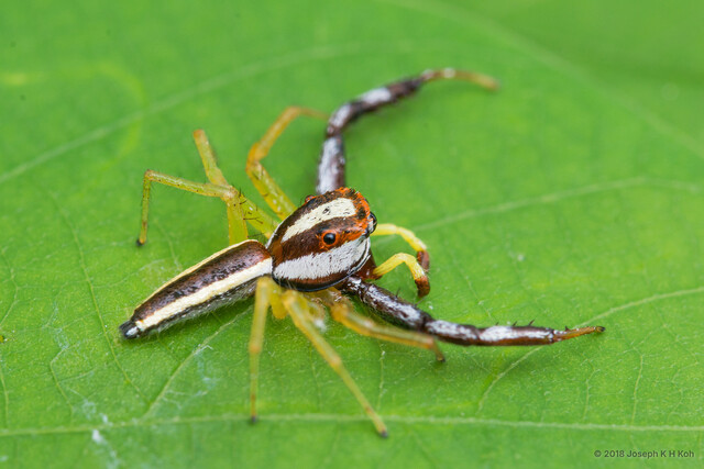 Epocilla calcarata • © Joseph K H Koh • All Rights Reserved ♂ Adult Habitus Dorsal