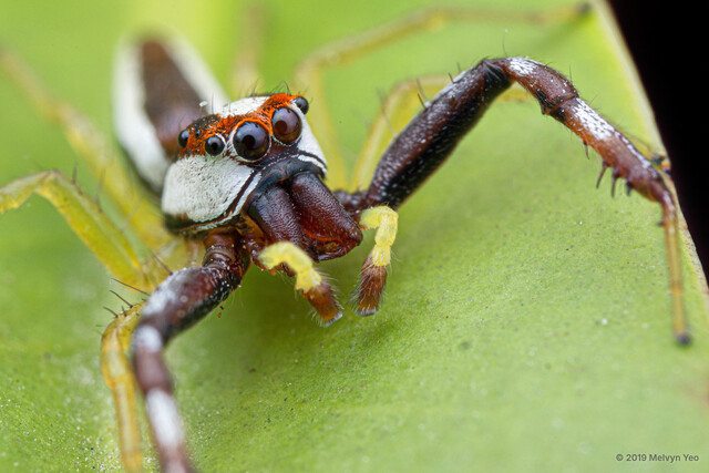 Epocilla praetextata • © Melvyn Yeo • All Rights Reserved ♂ Adult Habitus Anterior