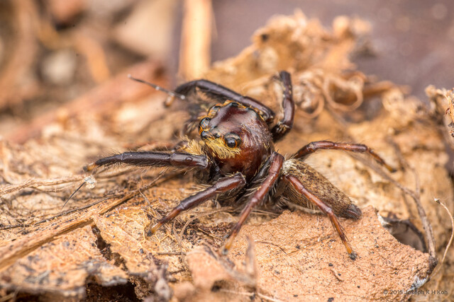 "Evarcha" sp. "Copper" • © Joseph K H Koh • All Rights Reserved ♂ Adult Habitus Lateral