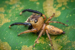 "Evarcha" sp. "Golden"