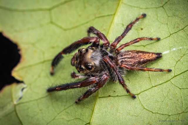 "Evarcha" besar • © Joseph K H Koh • All Rights Reserved ♂ Adult Habitus Dorsal