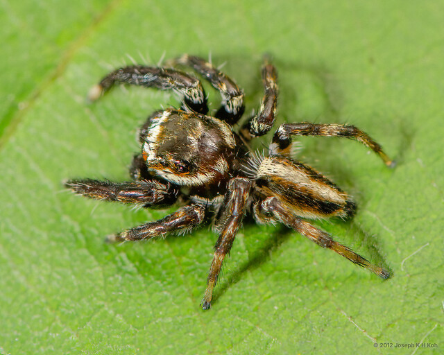 "Evarcha" flavocincta • © Joseph K H Koh • All Rights Reserved ♂ Adult Habitus Dorsal