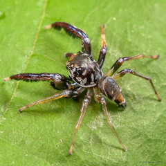 Foliabitus sp. "Sarawak Leaf-dwelling"