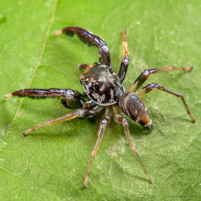 Foliabitus sp. "Sarawak Leaf-dwelling" • © Joseph K H Koh • All Rights Reserved ♂ Adult Habitus Dorsal