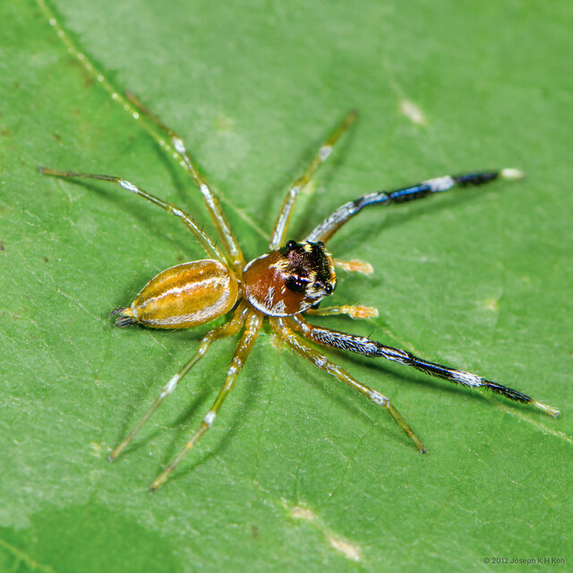 Foliabitus sp. "Striped Leaf-dwelling" • © Joseph K H Koh • All Rights Reserved ♂ Adult Habitus Dorsal