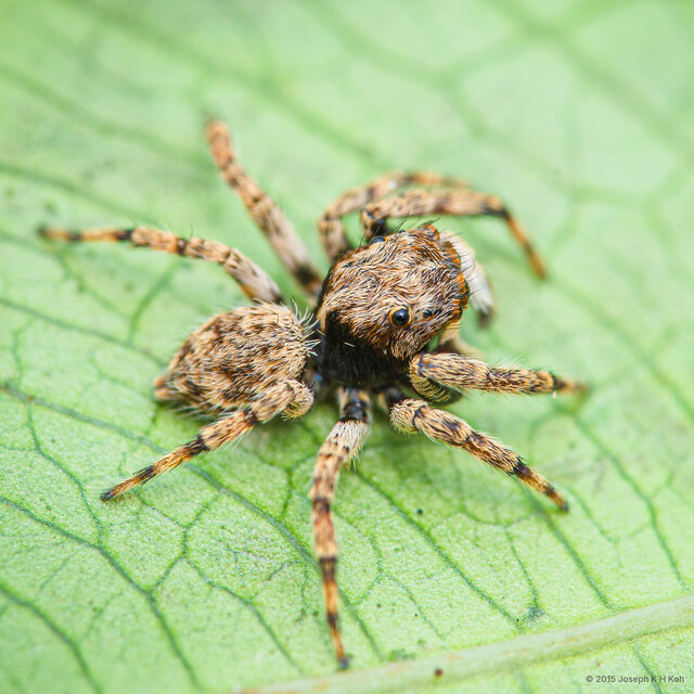 Gedea tibialis • © Joseph K H Koh • All Rights Reserved ♂ Adult Habitus Dorsal