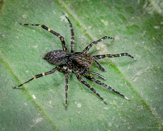 Gelotia bimaculata • © Joseph K H Koh • All Rights Reserved ♀ Adult Habitus Dorsal