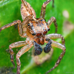 Gelotia syringopalpis Wanless, 1984