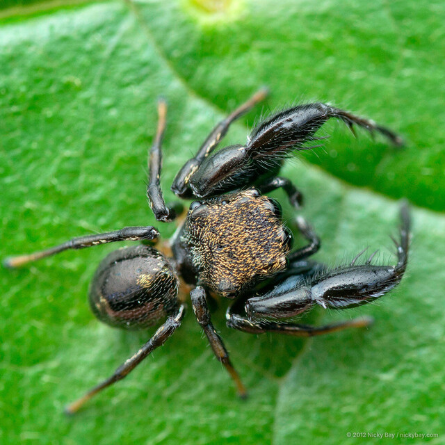Harmochirus brachiatus • © Nicky Bay • All Rights Reserved ♂ Adult Habitus Dorsal