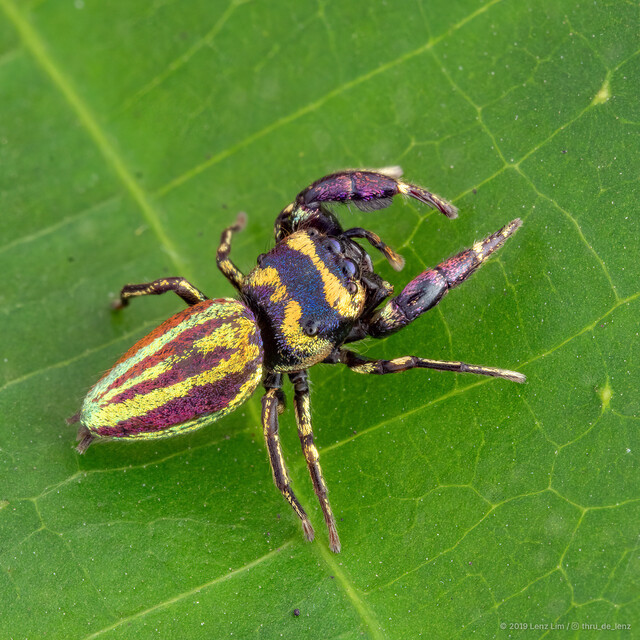 Heratemita sp. "Kaleidoscope" • © Lenz Lim • All Rights Reserved ♀ Adult Habitus Dorsal