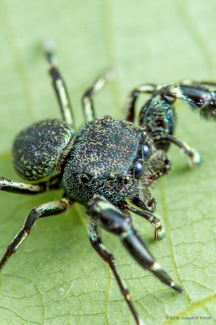 Heratemita sp. "White Socks Squat" • © Joseph K H Koh • All Rights Reserved ♂ Adult Habitus Dorsal