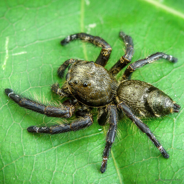 Hyllus diardi • © Joseph K H Koh • All Rights Reserved ♂ Adult Habitus Dorsal