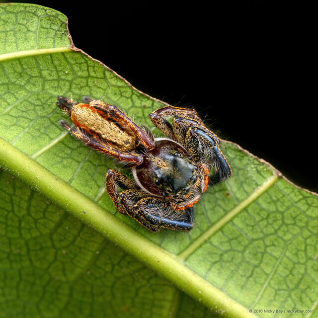 Hyllus keratodes • © Nicky Bay • All Rights Reserved ♀ Adult Habitus Dorsal