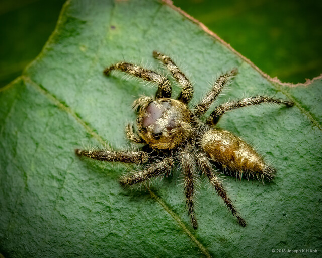 Hyllus semicupreus • © Joseph K H Koh • All Rights Reserved ♂ Adult Habitus Dorsal