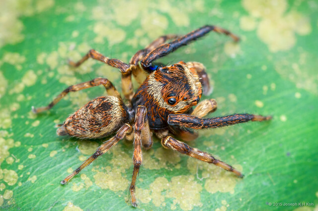 Idastrandia orientalis • © Joseph K H Koh • All Rights Reserved ♂ Adult Habitus Dorsal