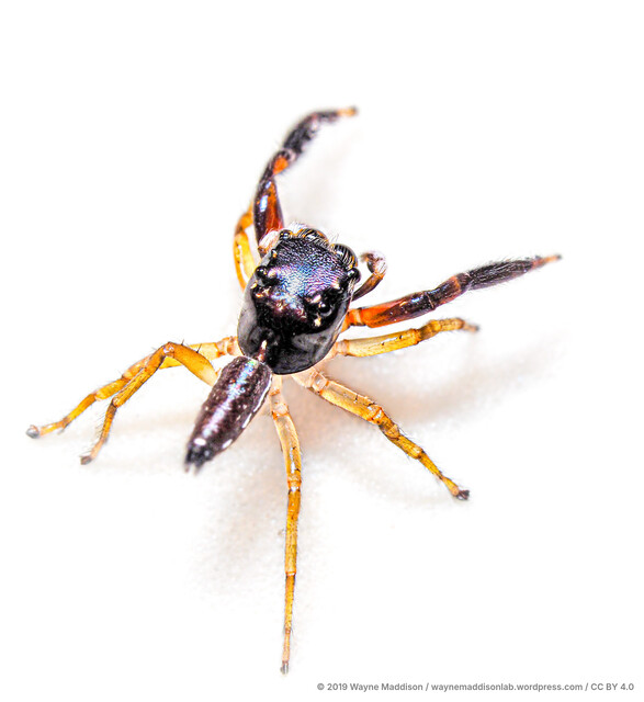 Indopadilla sp. "Black Glossy" • © Wayne Maddison • CC BY 4.0 ♂ Adult Habitus Dorsal