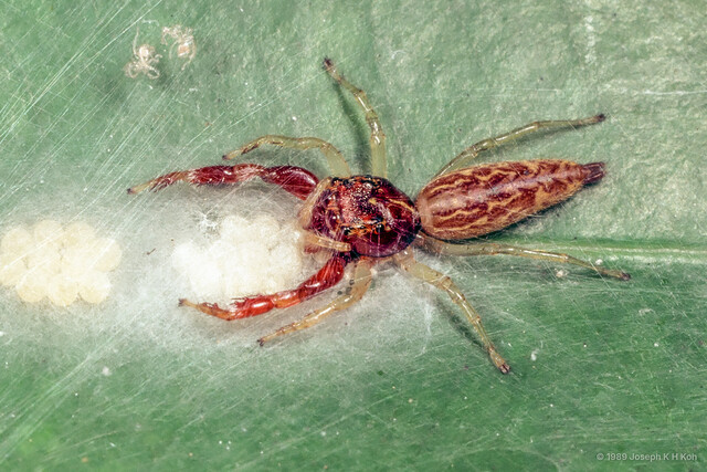 Indopadilla sp. "Peanut Butter" • © Joseph K H Koh • All Rights Reserved ♀ Adult Habitus Dorsal Egg(s)/Egg Sac(s)