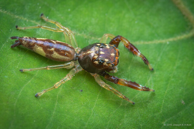 Indopadilla nesinor • © Joseph K H Koh • All Rights Reserved ♀ Adult Habitus Dorsal